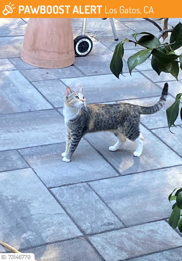 Found/Stray Unknown Cat last seen Quito Road, closest main road is Pollard, Los Gatos, CA 95032