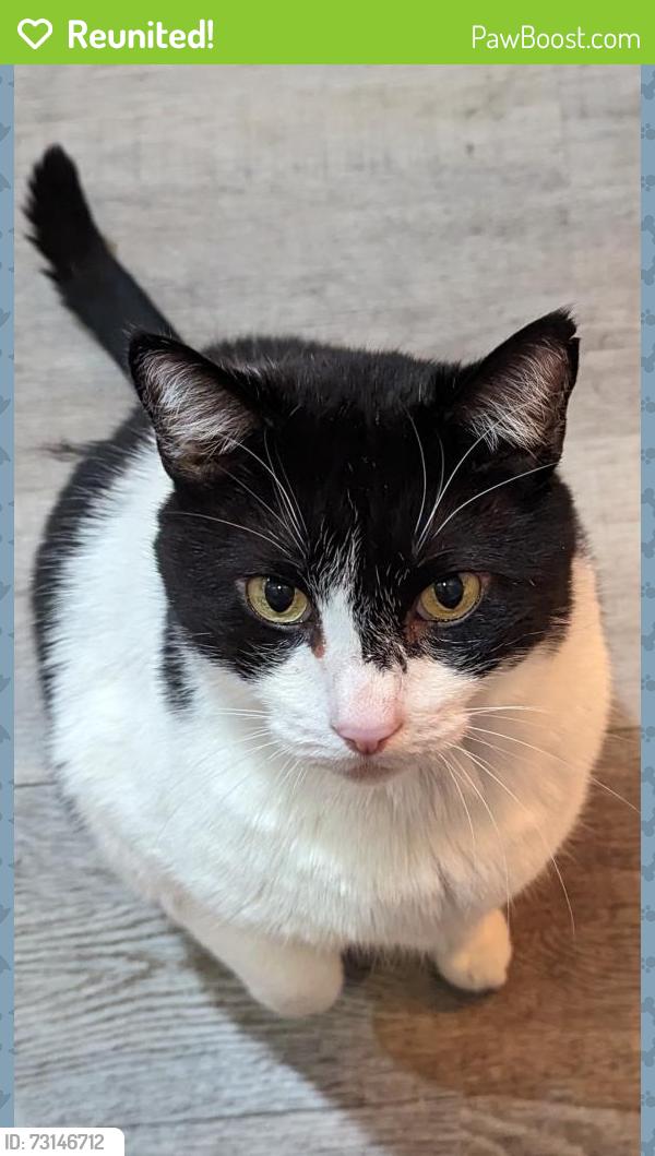Reunited Male Cat last seen Near Sierra Blvd, Roseville, CA 95678, USA, Roseville, CA 95678