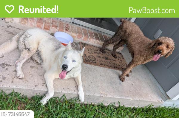 Reunited Female Dog last seen Cypress Trails Of Timber Lane, Spring, TX 77373, USA, Spring, TX 77373
