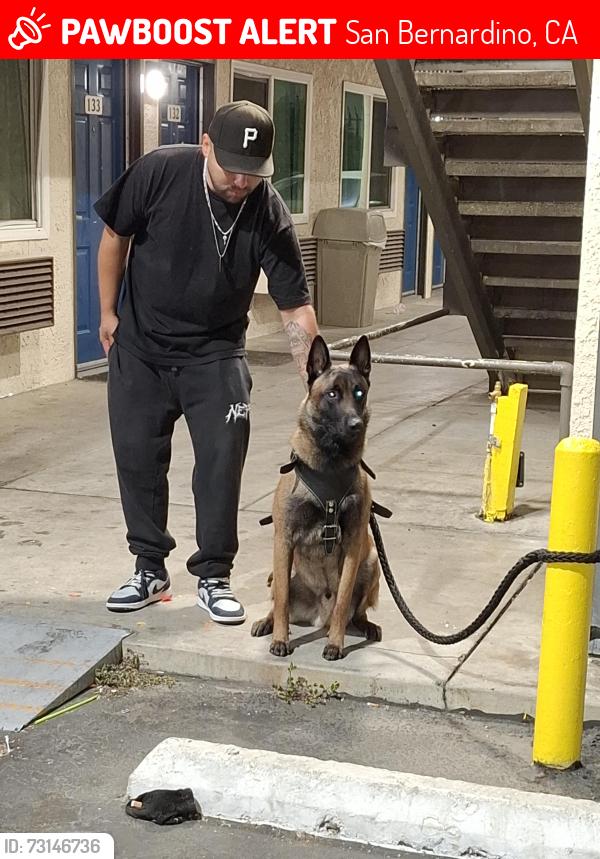 Lost Male Dog last seen Near Rudy Oliveras Ct, Colton, CA 92324, USA, San Bernardino, CA 92401