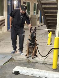 Lost Male Dog last seen Near Rudy Oliveras Ct, Colton, CA 92324, USA, San Bernardino, CA 92401