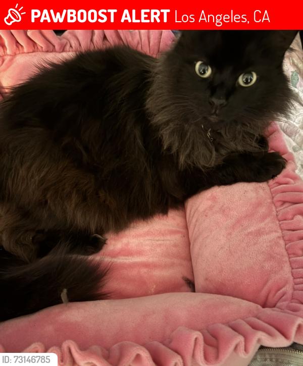 Lost Female Cat last seen San Rafael Avenue 50 aldama, Los Angeles, CA 90042