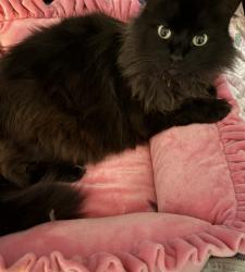 Lost Female Cat last seen San Rafael Avenue 50 aldama, Los Angeles, CA 90042