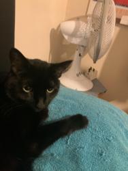 Reunited Male Cat last seen King street wallasey, Merseyside, England CH44 8HF