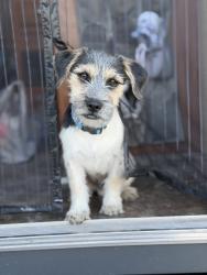 Lost Male Dog last seen Near Wallace RV Park off E Highway 80 & N County Road 1130, Midland, TX 79706, Midland, TX 79706