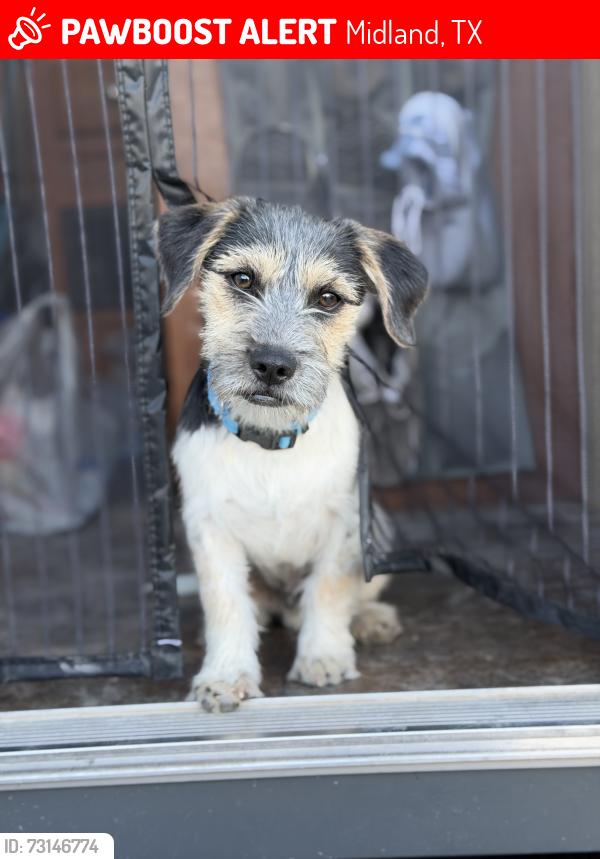 Lost Male Dog last seen Near Wallace RV Park off E Highway 80 & N County Road 1130, Midland, TX 79706, Midland, TX 79706