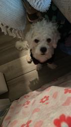 Found/Stray Male Dog last seen Hwy78 Ladson, Ladson, SC 29456