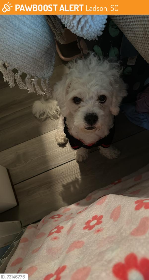 Found/Stray Male Dog last seen Hwy78 Ladson, Ladson, SC 29456