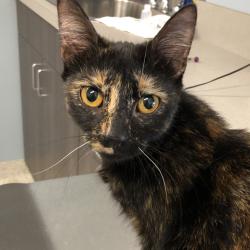 Shelter Stray Female Cat last seen , 1013 Garfield St, Oak Park, IL 60304, USA