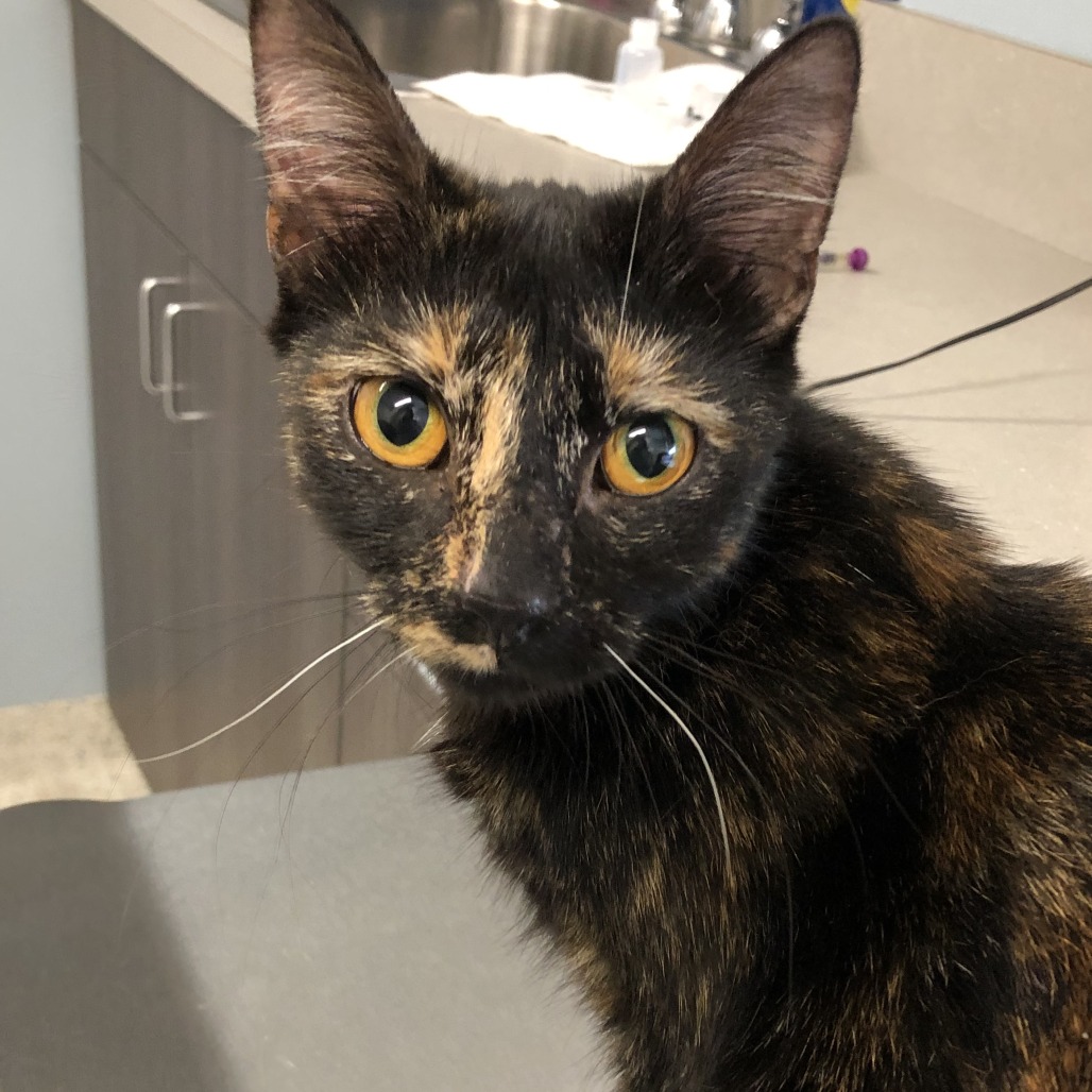 Shelter Stray Female Cat last seen , 1013 Garfield St, Oak Park, IL 60304, USA