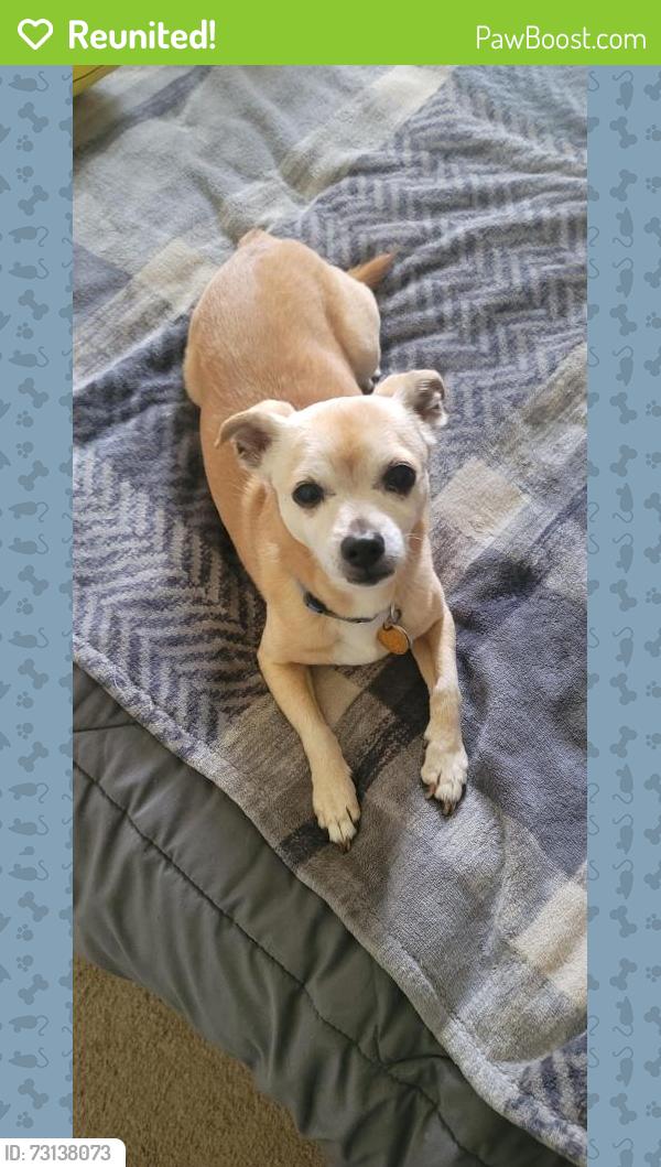 Reunited Male Dog last seen Masterson Station Playground, Lexington, KY 40511