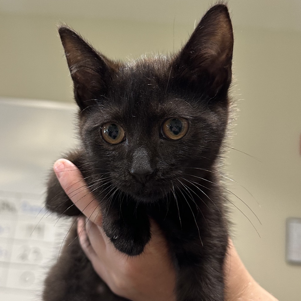 Shelter Stray Male Cat last seen , 4500 N Access Rd, Chattanooga, TN 37415, USA
