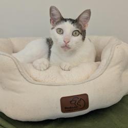 Shelter Stray Female Cat last seen , 361 S Raymond Ave, Pasadena, CA 91105, USA