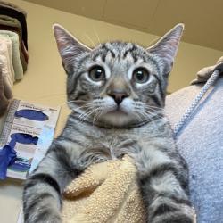 Shelter Stray Female Cat last seen , 361 S Raymond Ave, Pasadena, CA 91105, USA