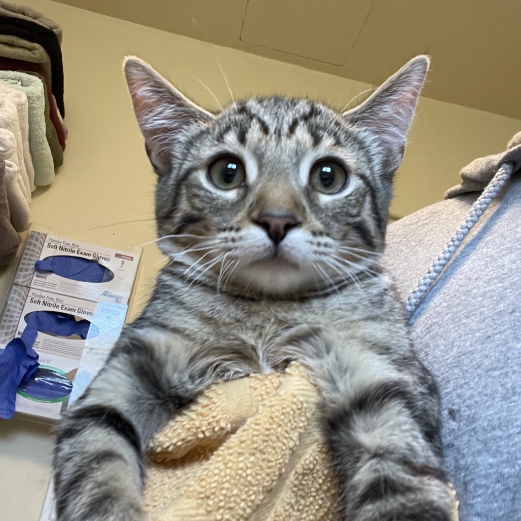 Shelter Stray Female Cat last seen , 361 S Raymond Ave, Pasadena, CA 91105, USA