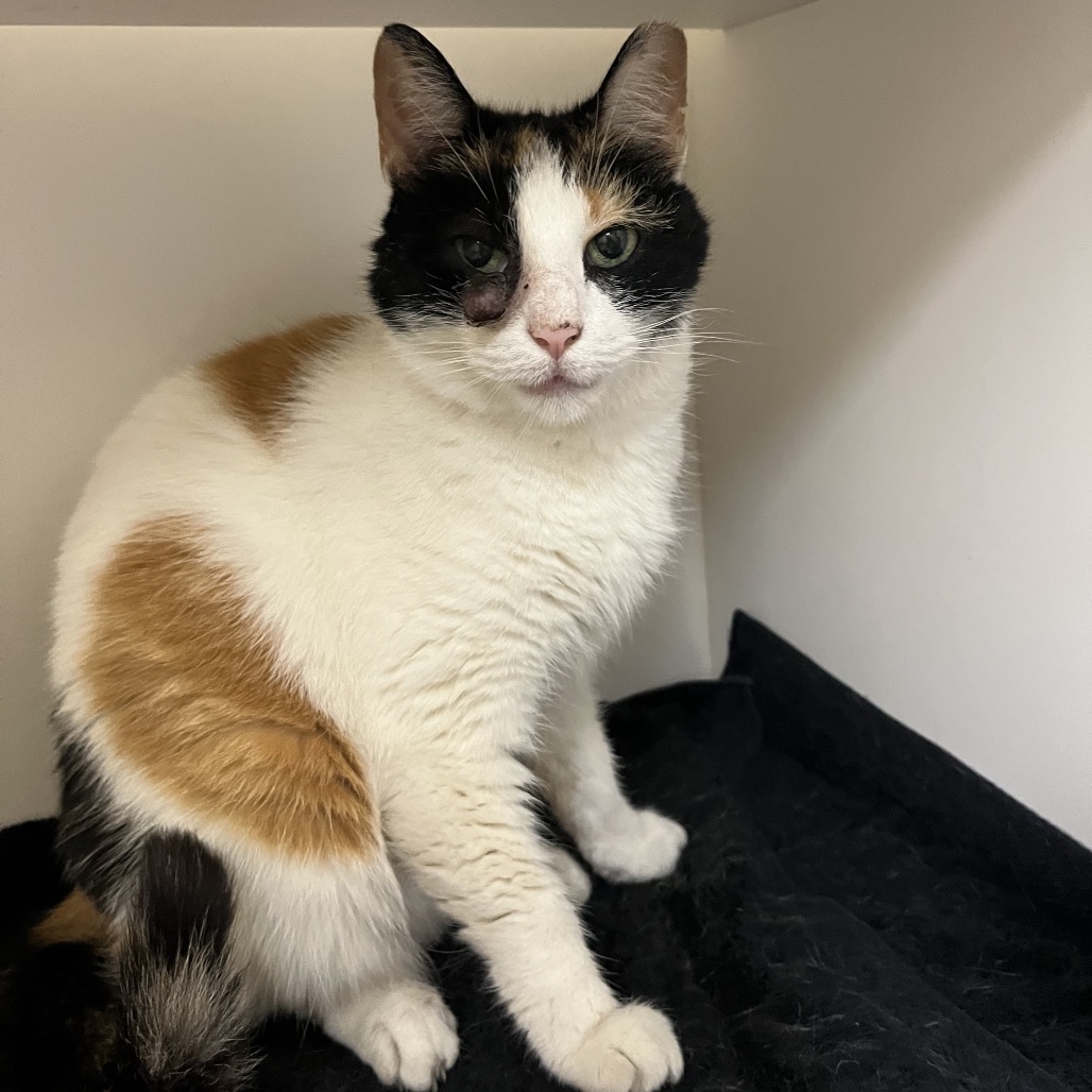 Shelter Stray Female Cat last seen , Animal Care & Control Team of Philly, 111 W Hunting Park Ave, Philadelphia, PA 19140, USA