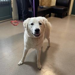 Shelter Stray Unknown Dog last seen , 361 S Raymond Ave, Pasadena, CA 91105, USA