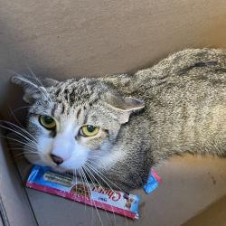 Shelter Stray Unknown Cat last seen , 361 S Raymond Ave, Pasadena, CA 91105, USA