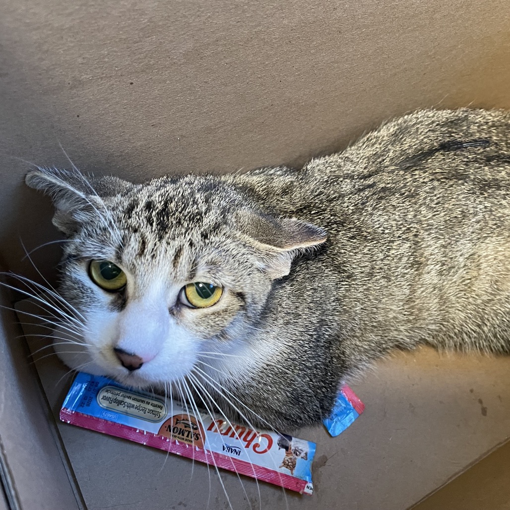 Shelter Stray Unknown Cat last seen , 361 S Raymond Ave, Pasadena, CA 91105, USA