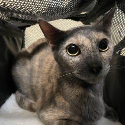 Shelter Stray Female Cat last seen , 361 S Raymond Ave, Pasadena, CA 91105, USA