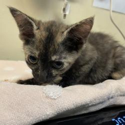 Shelter Stray Female Cat last seen , 361 S Raymond Ave, Pasadena, CA 91105, USA