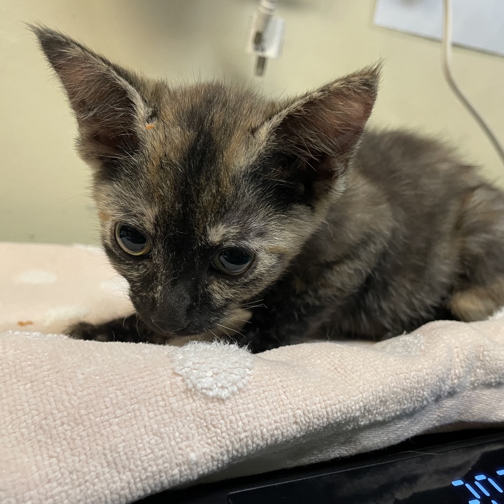 Shelter Stray Female Cat last seen , 361 S Raymond Ave, Pasadena, CA 91105, USA