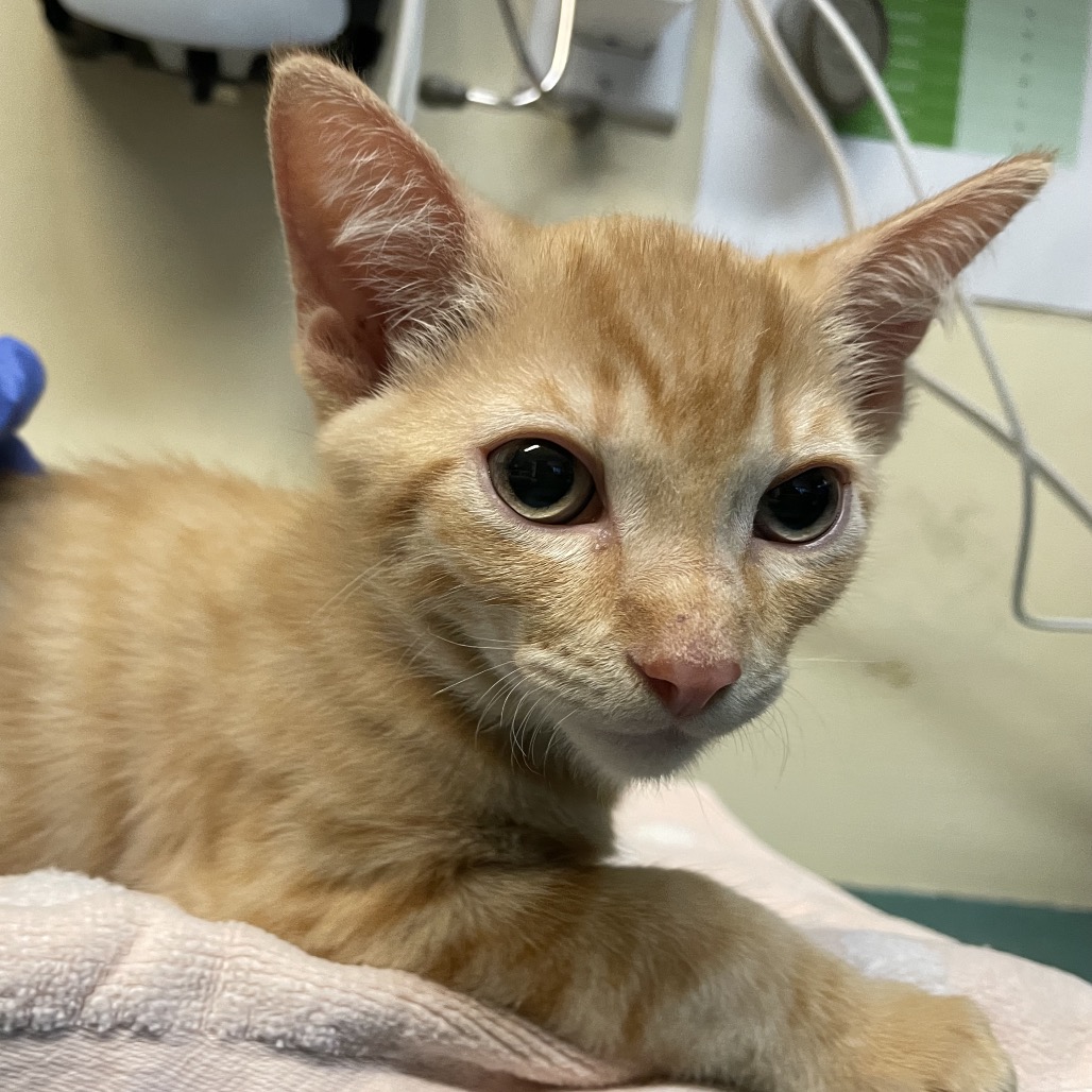 Shelter Stray Male Cat last seen , 361 S Raymond Ave, Pasadena, CA 91105, USA