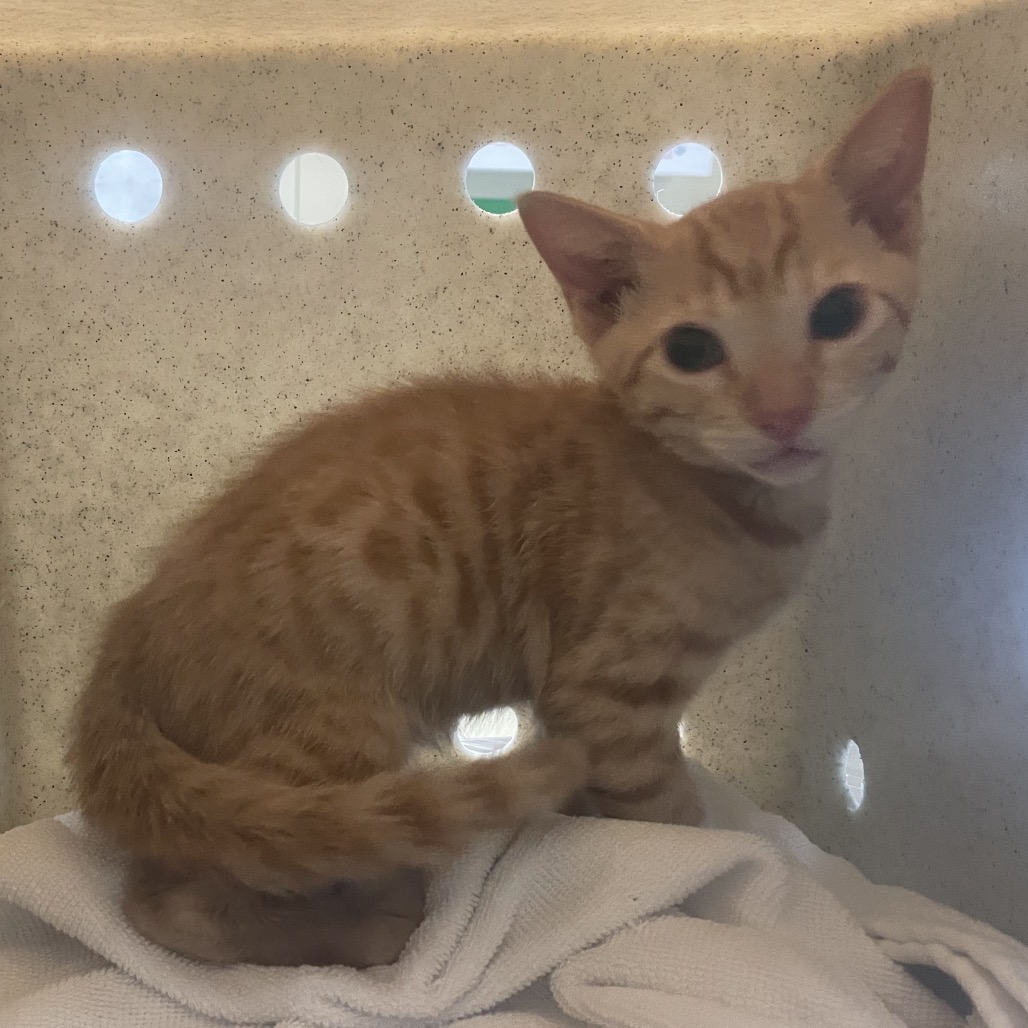 Shelter Stray Male Cat last seen , 361 S Raymond Ave, Pasadena, CA 91105, USA