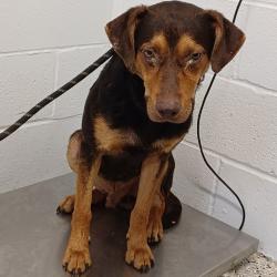 Shelter Stray Male Dog last seen , 1901 N 31st Ave, Hattiesburg, MS 39401, USA