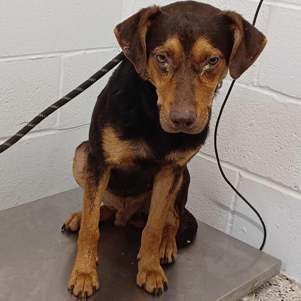 Shelter Stray Male Dog last seen , 1901 N 31st Ave, Hattiesburg, MS 39401, USA