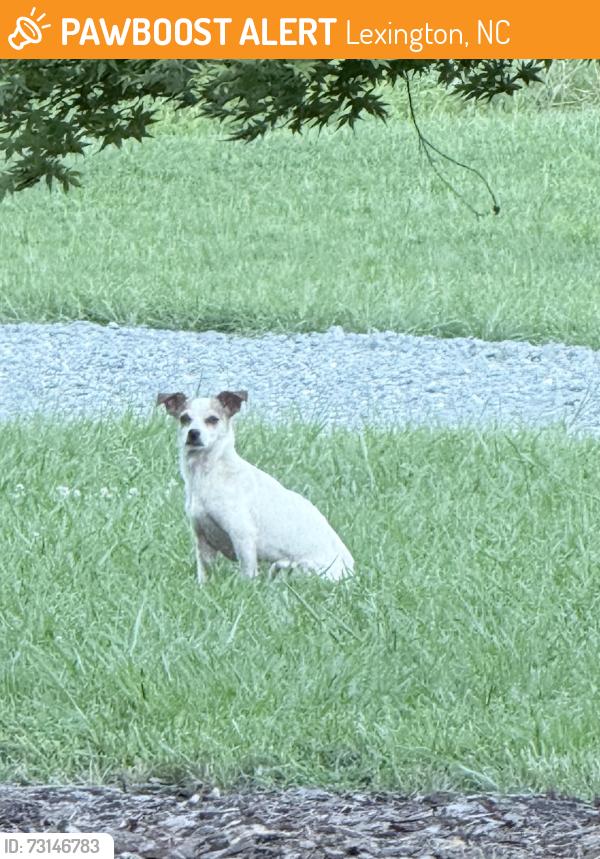 Found/Stray Female Dog last seen Ridge Rd, Lexington, NC 27295