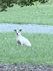 Found/Stray Female Dog last seen Ridge Rd, Lexington, NC 27295