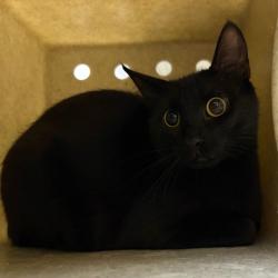 Shelter Stray Female Cat last seen , 800 Southwest Dr, Cheyenne, WY 82007, USA
