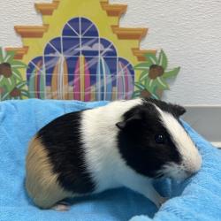 Shelter Stray Male Other last seen , 3607 N Armenia Ave, Tampa, FL 33607, USA