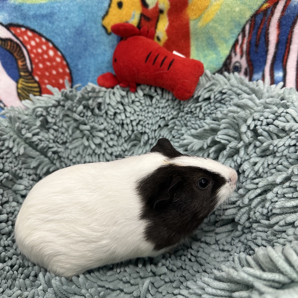 Shelter Stray Female Other last seen , 3607 N Armenia Ave, Tampa, FL 33607, USA