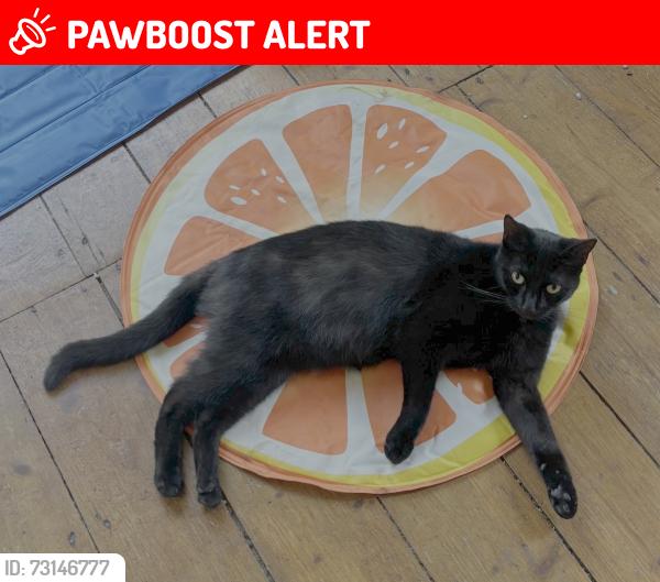 Lost Female Cat last seen Amherst Road and Mauldeth Road West, Greater Manchester, England M14 6UR