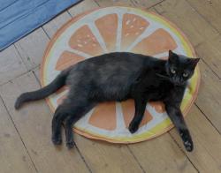 Lost Female Cat last seen Amherst Road and Mauldeth Road West, Greater Manchester, England M14 6UR