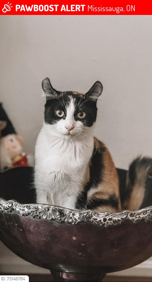 Lost Female Cat last seen Haven Glenn/Fieldgate, Mississauga, ON 