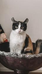 Lost Female Cat last seen Haven Glenn/Fieldgate, Mississauga, ON 