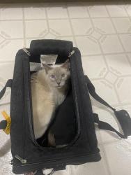 Reunited Unknown Cat last seen ashworth and 173rd in Shoreline, Shoreline, WA 98133