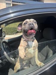 Found/Stray Female Dog last seen Del Rosa and mountain ave, San Bernardino, CA 92410