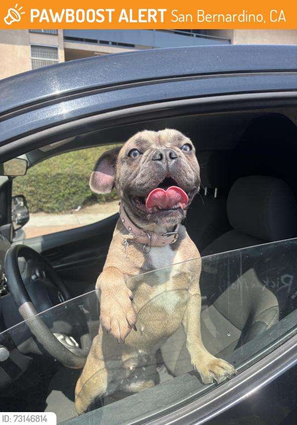 Found/Stray Female Dog last seen Del Rosa and mountain ave, San Bernardino, CA 92410