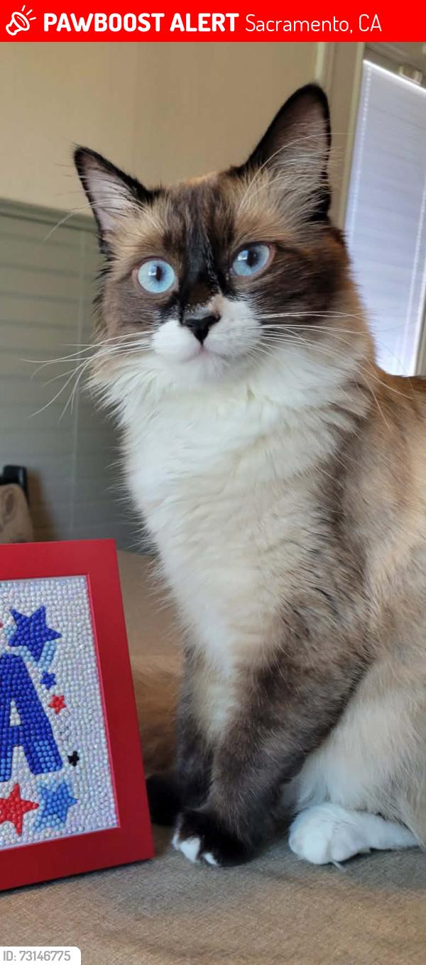 Lost Male Cat last seen Norwood and Lindley, Sacramento, CA 95815