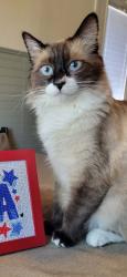 Lost Male Cat last seen Norwood and Lindley, Sacramento, CA 95815