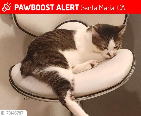 Lost Male Cat last seen Cox and blosser, Santa Maria, CA 93458