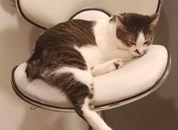 Lost Male Cat last seen Cox and blosser, Santa Maria, CA 93458