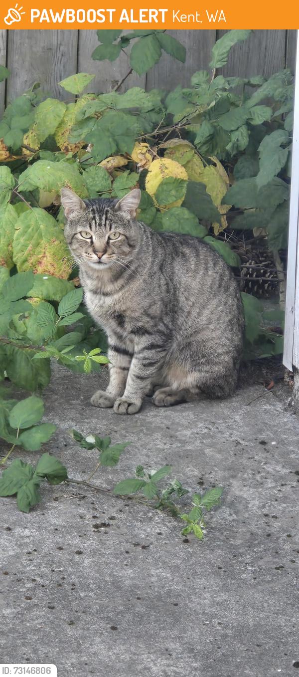 Found/Stray Unknown Cat last seen 29th Ave S and S 252 St, Kent, WA 98031
