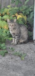Found/Stray Unknown Cat last seen 29th Ave S and S 252 St, Kent, WA 98031
