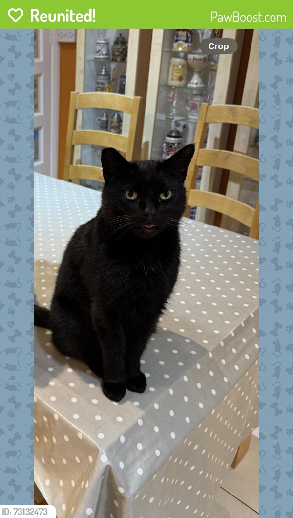 Reunited Male Cat last seen Near town street DE56 4GG, Duffield, England DE56 4GG