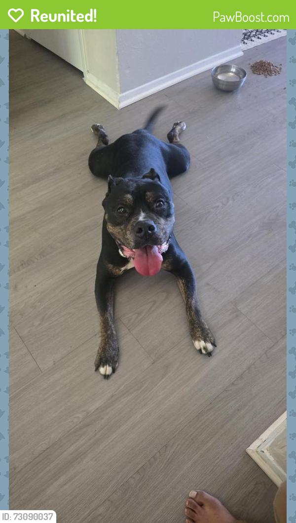 Reunited Male Dog last seen Coit and spring valley, Richardson, TX 75083